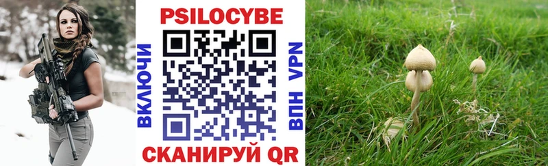 Галлюциногенные грибы Psilocybine cubensis  где продают   Губкинский 